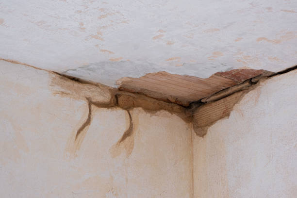 Best Carpet water damage restoration  in Lyford, TX